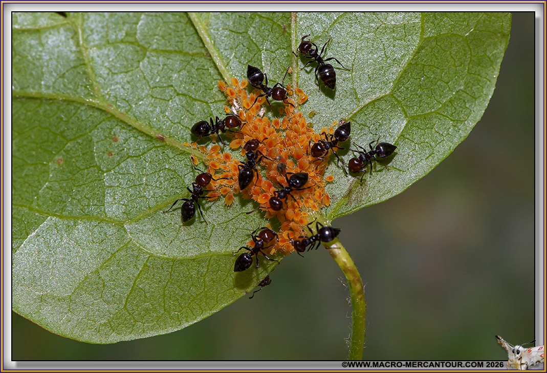 FOURMIS